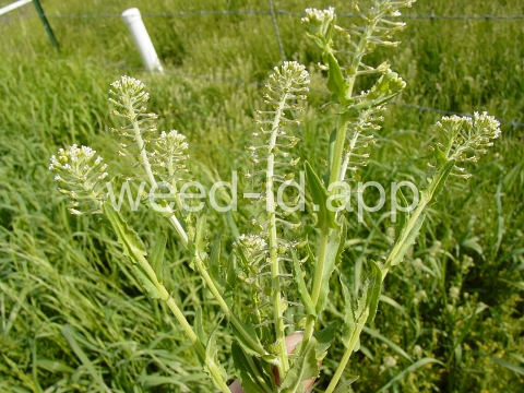 pepperweed, field